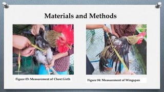 Figure 03: Measurement of Chest Girth Figure 04: Measurement of Wingspan
Materials and Methods
 