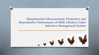 Morphometric Measurement, Productive and
Reproductive Performance of Hilly Chicken Under
Intensive Management System
 