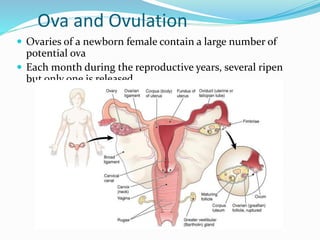 Ova Preconcepotion Reproductive physiology | PPTX