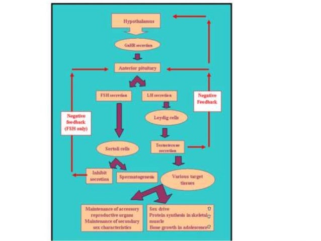Reproductive physiology