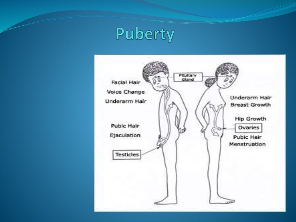 Reproductive physiology