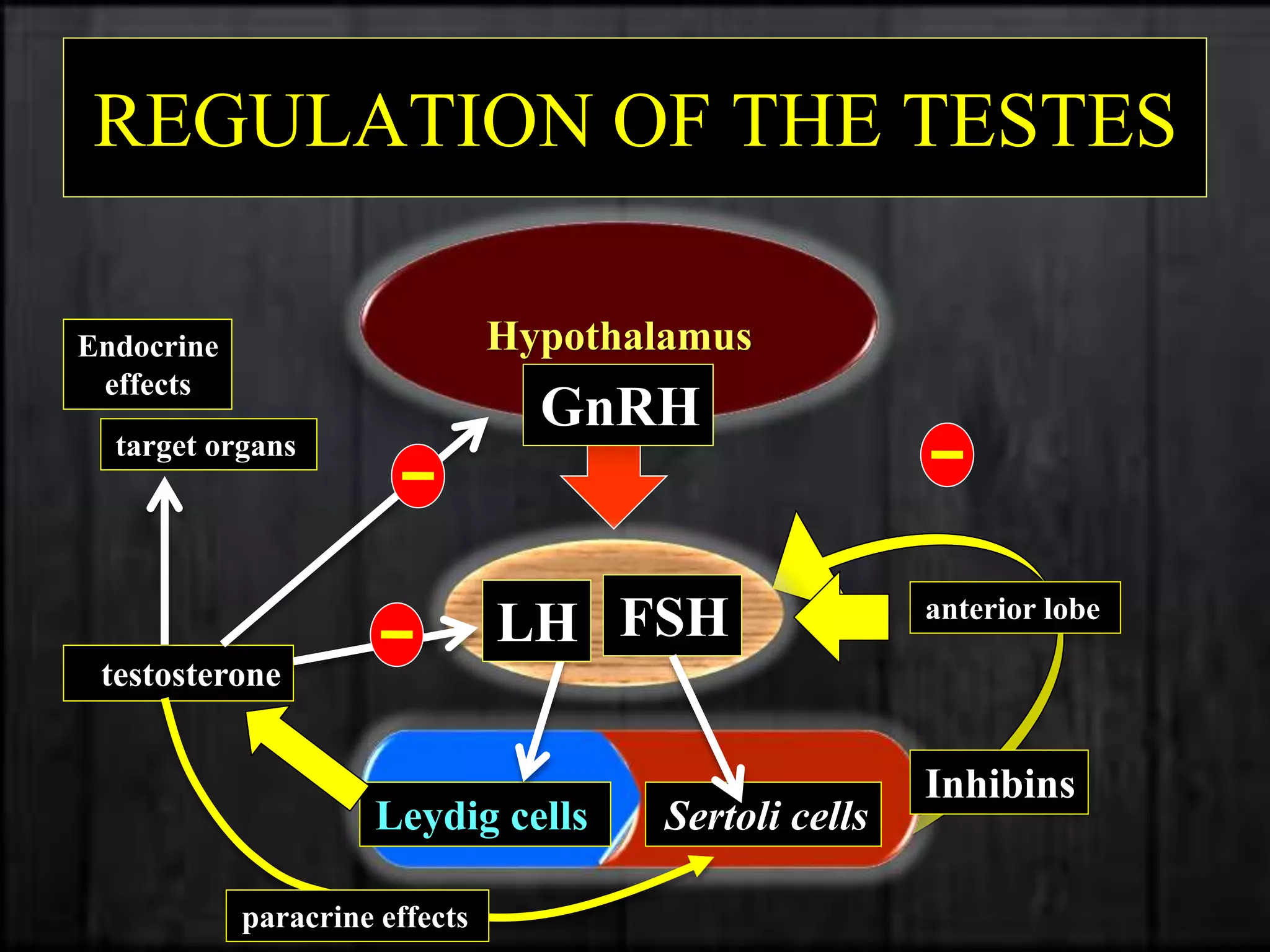 Reproductive Physiology.ppt