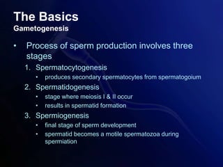The Basics
Gametogenesis
• Process of sperm production involves three
stages
1. Spermatocytogenesis
• produces secondary spermatocytes from spermatogoium
2. Spermatidogenesis
• stage where meiosis I & II occur
• results in spermatid formation
3. Spermiogenesis
• final stage of sperm development
• spermatid becomes a motile spermatozoa during
spermiation
 