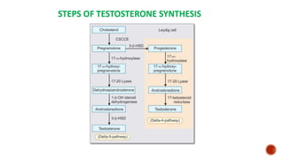 Spermatogenesis | PPTX