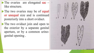 The ovaries are elongated sac –
like structure.
The two ovaries may be of equal
or unequal size and is continued
posteriorly into a short oviduct.
The two oviduct join and open to
the exterior by a separate genital
aperture, or by a common urino-
genital opening .
 