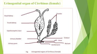 Urinogenital organ of Cirrhinus (female)
 