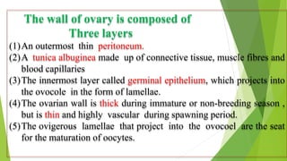 The wall of ovary is composed of
Three layers
(1)An outermost thin peritoneum.
(2)A tunica albuginea made up of connective tissue, muscle fibres and
blood capillaries
(3)The innermost layer called germinal epithelium, which projects into
the ovocole in the form of lamellae.
(4)The ovarian wall is thick during immature or non-breeding season ,
but is thin and highly vascular during spawning period.
(5)The ovigerous lamellae that project into the ovocoel are the seat
for the maturation of oocytes.
 