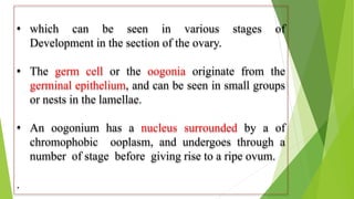 • which can be seen in various stages of
Development in the section of the ovary.
• The germ cell or the oogonia originate from the
germinal epithelium, and can be seen in small groups
or nests in the lamellae.
• An oogonium has a nucleus surrounded by a of
chromophobic ooplasm, and undergoes through a
number of stage before giving rise to a ripe ovum.
.
 