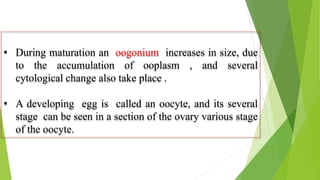 • During maturation an oogonium increases in size, due
to the accumulation of ooplasm , and several
cytological change also take place .
• A developing egg is called an oocyte, and its several
stage can be seen in a section of the ovary various stage
of the oocyte.
 