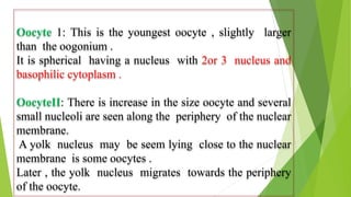 Oocyte 1: This is the youngest oocyte , slightly larger
than the oogonium .
It is spherical having a nucleus with 2or 3 nucleus and
basophilic cytoplasm .
OocyteII: There is increase in the size oocyte and several
small nucleoli are seen along the periphery of the nuclear
membrane.
A yolk nucleus may be seem lying close to the nuclear
membrane is some oocytes .
Later , the yolk nucleus migrates towards the periphery
of the oocyte.
 