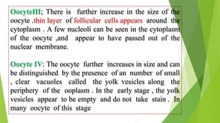 OocyteIII; There is further increase in the size of the
oocyte .thin layer of follicular cells appears around the
cytoplasm . A few nucleoli can be seen in the cytoplasm
of the oocyte ,and appear to have passed out of the
nuclear membrane.
Oocyte IV: The oocyte further increases in size and can
be distinguished by the presence of an number of small
, clear vacuoles called the yolk vesicles along the
periphery of the ooplasm . In the early stage , the yolk
vesicles appear to be empty and do not take stain . In
many oocyte of this stage
 