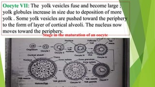 Oocyte VII: The yolk vesicles fuse and become large ;
yolk globules increase in size due to deposition of more
yolk . Some yolk vesicles are pushed toward the periphery
to the form of layer of cortical alveoli. The nucleus now
moves toward the periphery.
Stage in the maturation of an oocyte
 