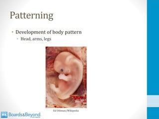 Reproductive Slides 2022 Lecture slides.pdf