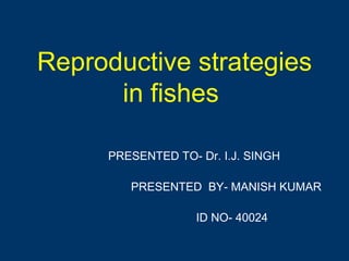 Reproductive strategies
in fishes
PRESENTED TO- Dr. I.J. SINGH
PRESENTED BY- MANISH KUMAR
ID NO- 40024
 