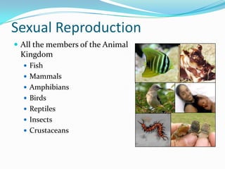 Sexual Reproduction
 All the members of the Animal
 Kingdom
   Fish
   Mammals
   Amphibians
   Birds
   Reptiles
   Insects
   Crustaceans
 