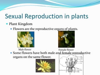 Sexual Reproduction in plants
 Plant Kingdom
    Flowers are the reproductive organs of plants.




        Male flower                  Female flower
    Some flowers have both male and female reproductive
    organs on the same flower.
 