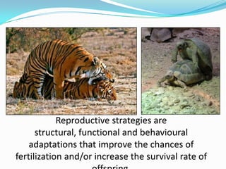 Reproductive strategies are
      structural, functional and behavioural
    adaptations that improve the chances of
fertilization and/or increase the survival rate of
 