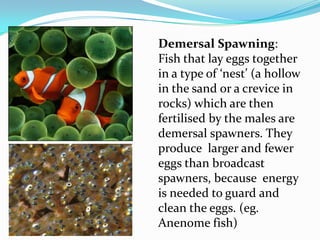 Demersal Spawning:
Fish that lay eggs together
in a type of ‘nest’ (a hollow
in the sand or a crevice in
rocks) which are then
fertilised by the males are
demersal spawners. They
produce larger and fewer
eggs than broadcast
spawners, because energy
is needed to guard and
clean the eggs. (eg.
Anenome fish)
 