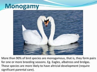 Monogamy




More than 90% of bird species are monogamous, that is, they form pairs
for one or more breeding seasons. Eg. Eagles, albatross and brolgas.
These species are more likely to have altricial development (require
significant parental care).
 