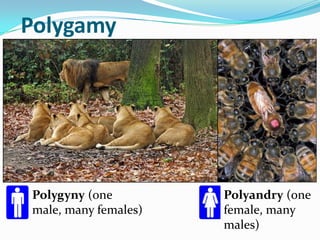 Polygamy




Polygyny (one         Polyandry (one
male, many females)   female, many
                      males)
 