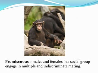 Promiscuous – males and females in a social group
engage in multiple and indiscriminate mating.
 