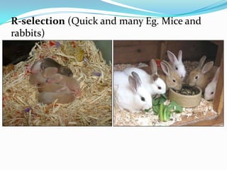 R-selection (Quick and many Eg. Mice and
rabbits)
 
