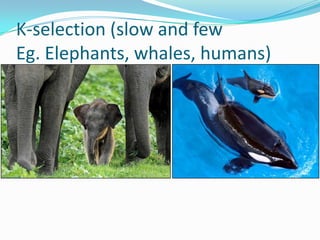 K-selection (slow and few
Eg. Elephants, whales, humans)
 