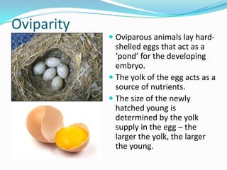 Oviparity
             Oviparous animals lay hard-
              shelled eggs that act as a
              ‘pond’ for the developing
              embryo.
             The yolk of the egg acts as a
              source of nutrients.
             The size of the newly
              hatched young is
              determined by the yolk
              supply in the egg – the
              larger the yolk, the larger
              the young.
 