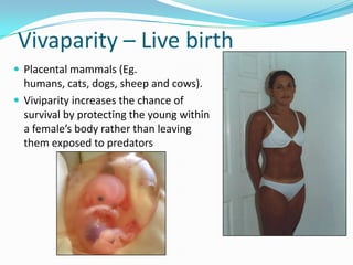 Vivaparity – Live birth
 Placental mammals (Eg.
  humans, cats, dogs, sheep and cows).
 Viviparity increases the chance of
  survival by protecting the young within
  a female’s body rather than leaving
  them exposed to predators
 