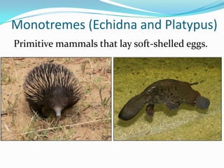 Monotremes (Echidna and Platypus)
Primitive mammals that lay soft-shelled eggs.
 