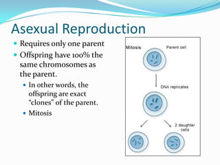 Asexual Reproduction
 Requires only one parent
 Offspring have 100% the
 same chromosomes as
 the parent.
   In other words, the
    offspring are exact
    “clones” of the parent.
   Mitosis
 