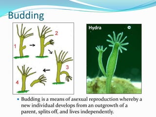 Budding
                               Hydra




  Budding is a means of asexual reproduction whereby a
  new individual develops from an outgrowth of a
  parent, splits off, and lives independently.
 