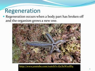 Regeneration
 Regeneration occurs when a body part has broken off
 and the organism grows a new one.




          http://www.youtube.com/watch?v=f7cXeWxxfD4
                                                        9
 
