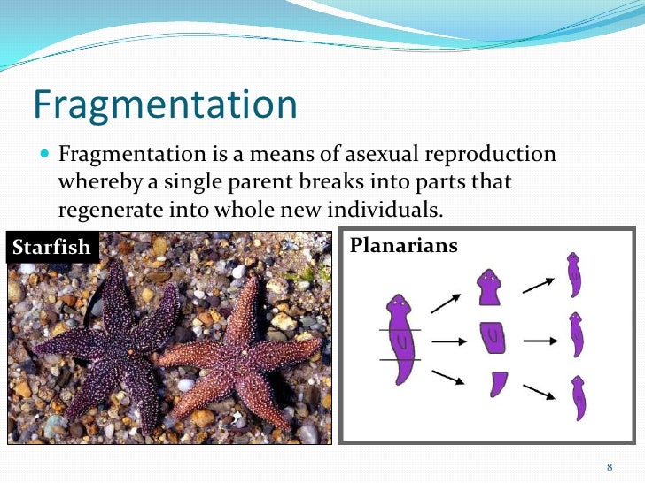 新しい Asexual Invertebrates Of Biology Reproductive Propagation Strategies Reproductive And その他 Williamsav Com