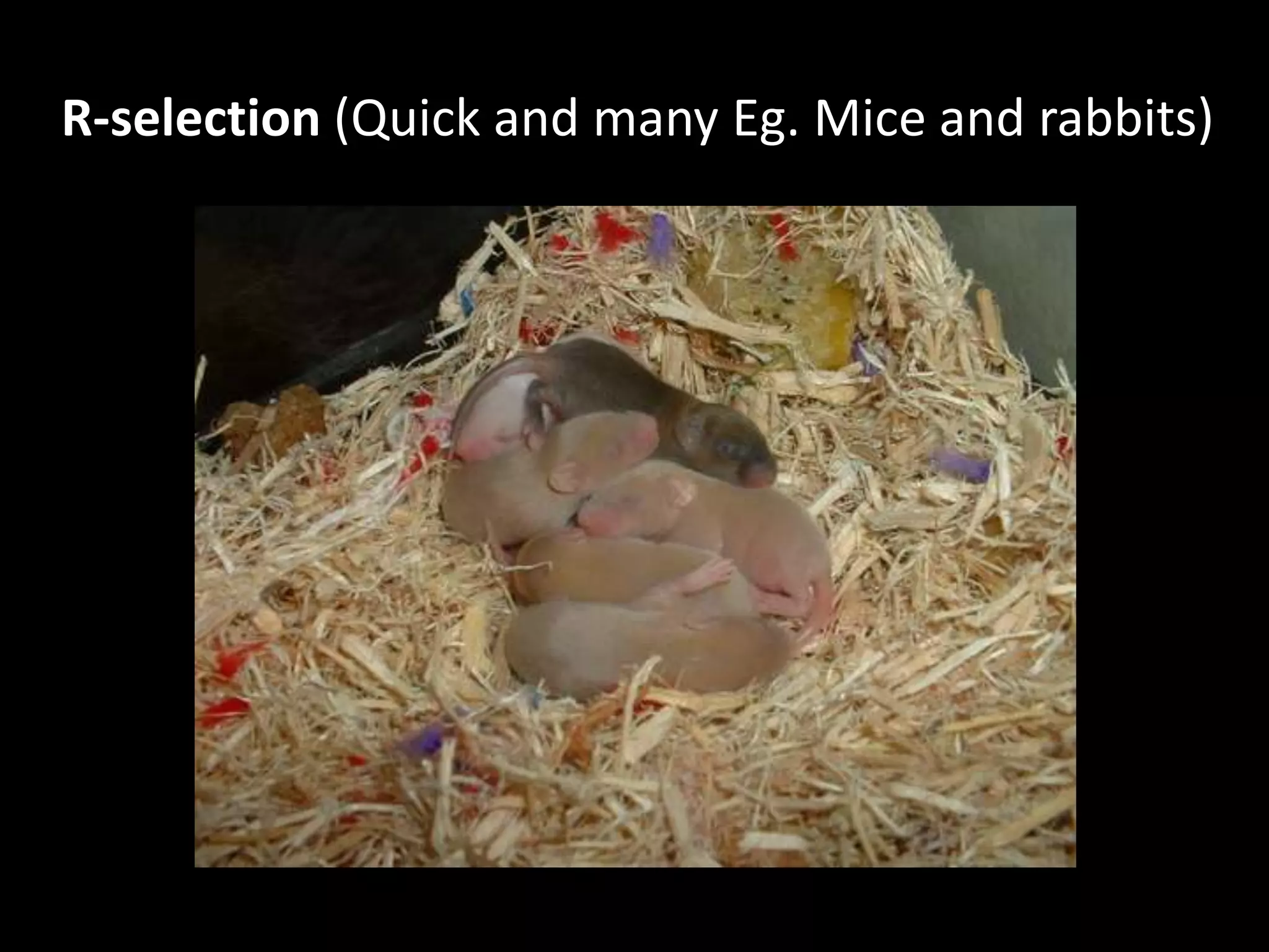 R-selection (Quick and many Eg. Mice and rabbits)
