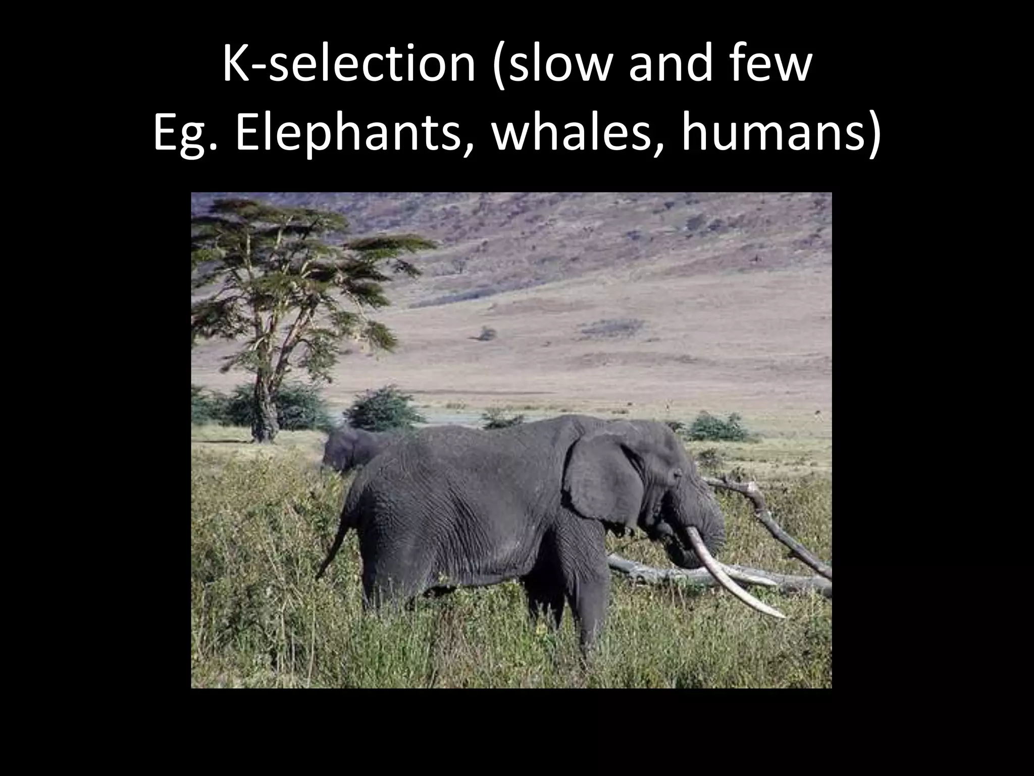 K-selection (slow and few Eg. Elephants, whales, humans)