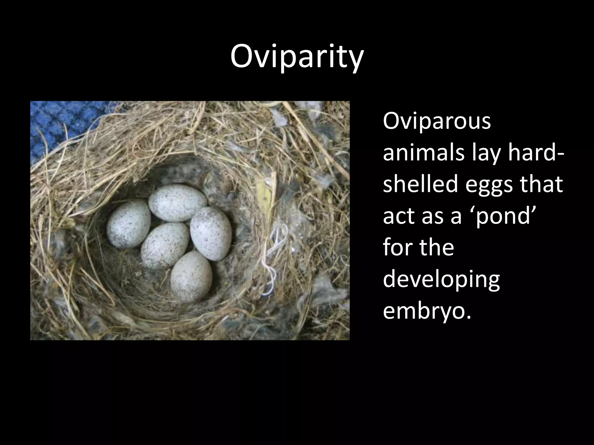 OviparityOviparous animals lay hard-shelled eggs that act as a ‘pond’ for the developing embryo.