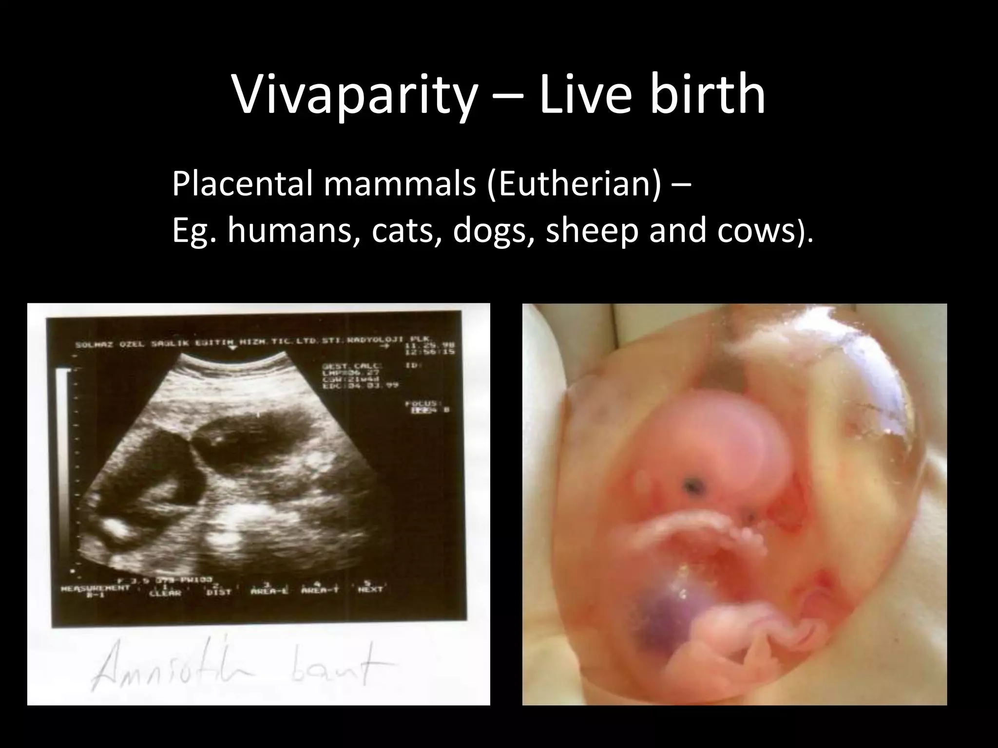 Vivaparity – Live birthPlacental mammals (Eutherian) – Eg. humans, cats, dogs, sheep and cows).