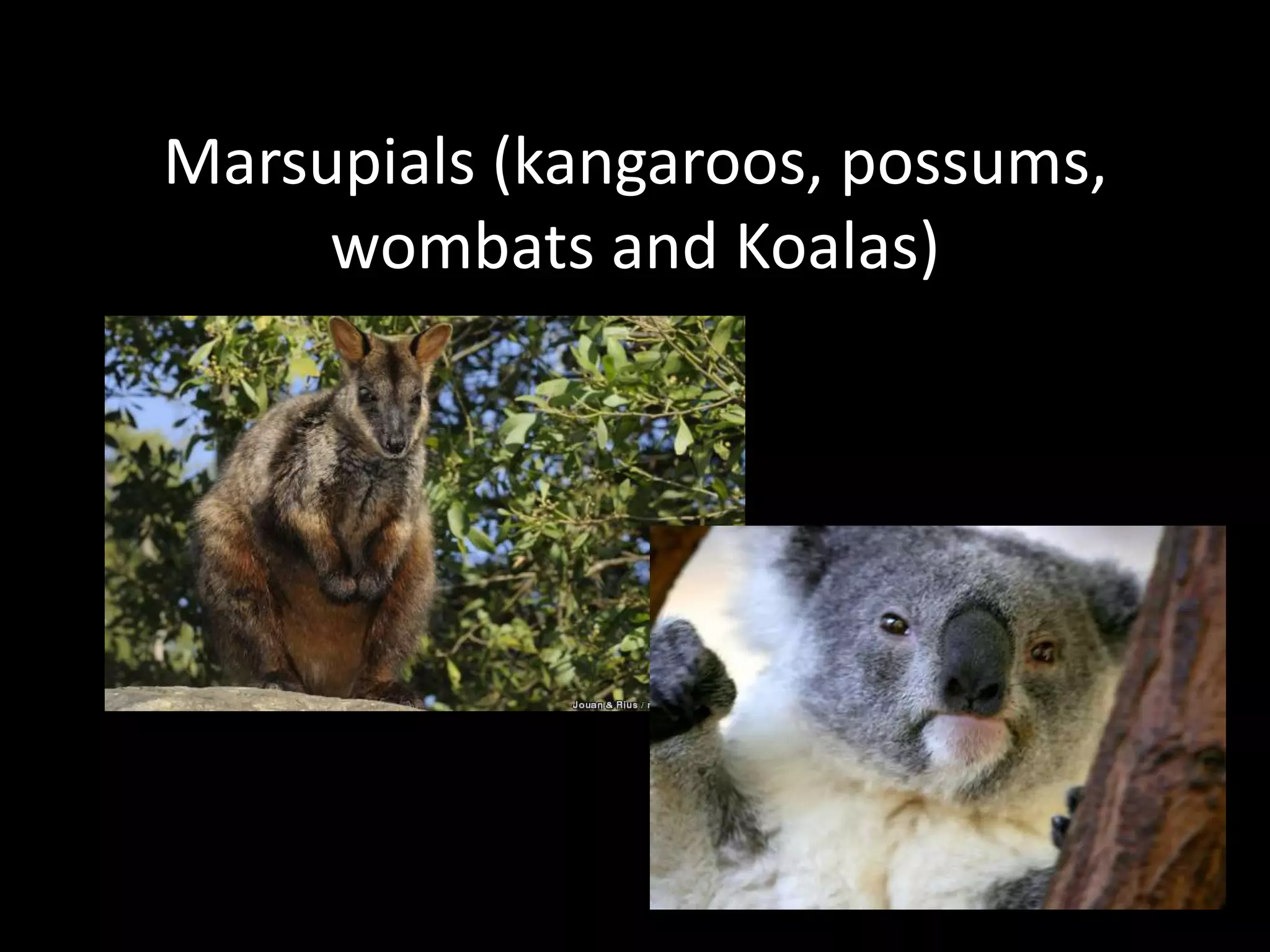 Marsupials (kangaroos, possums, wombats and Koalas)