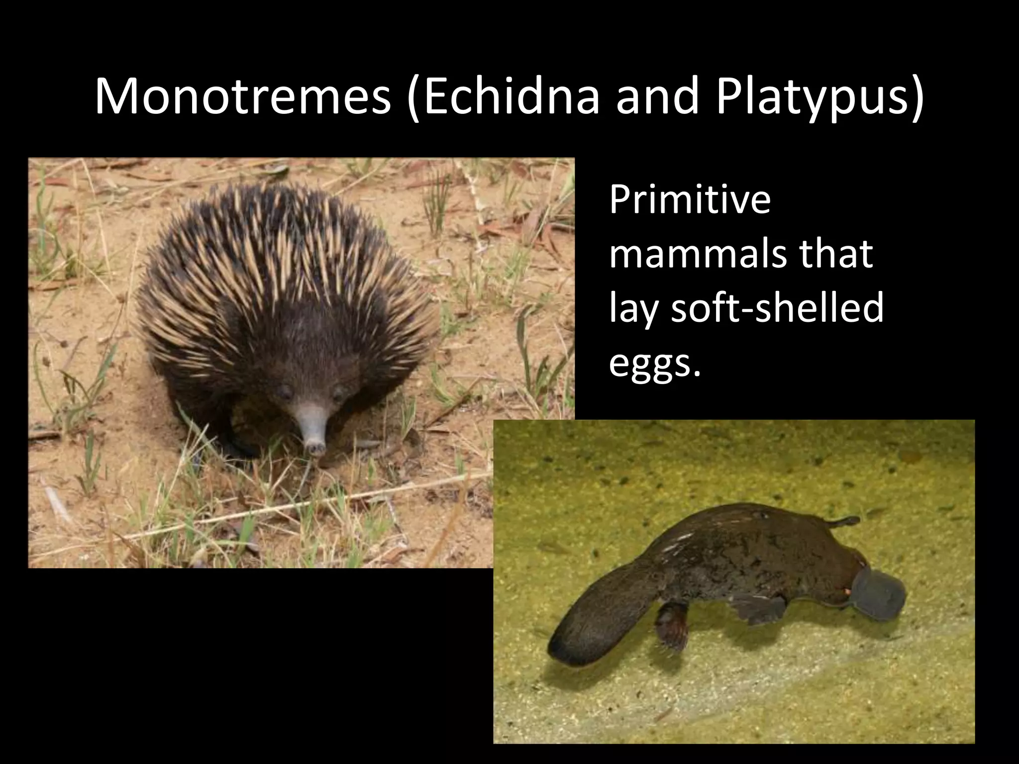 Monotremes (Echidna and Platypus)Primitive mammals that lay soft-shelled eggs.