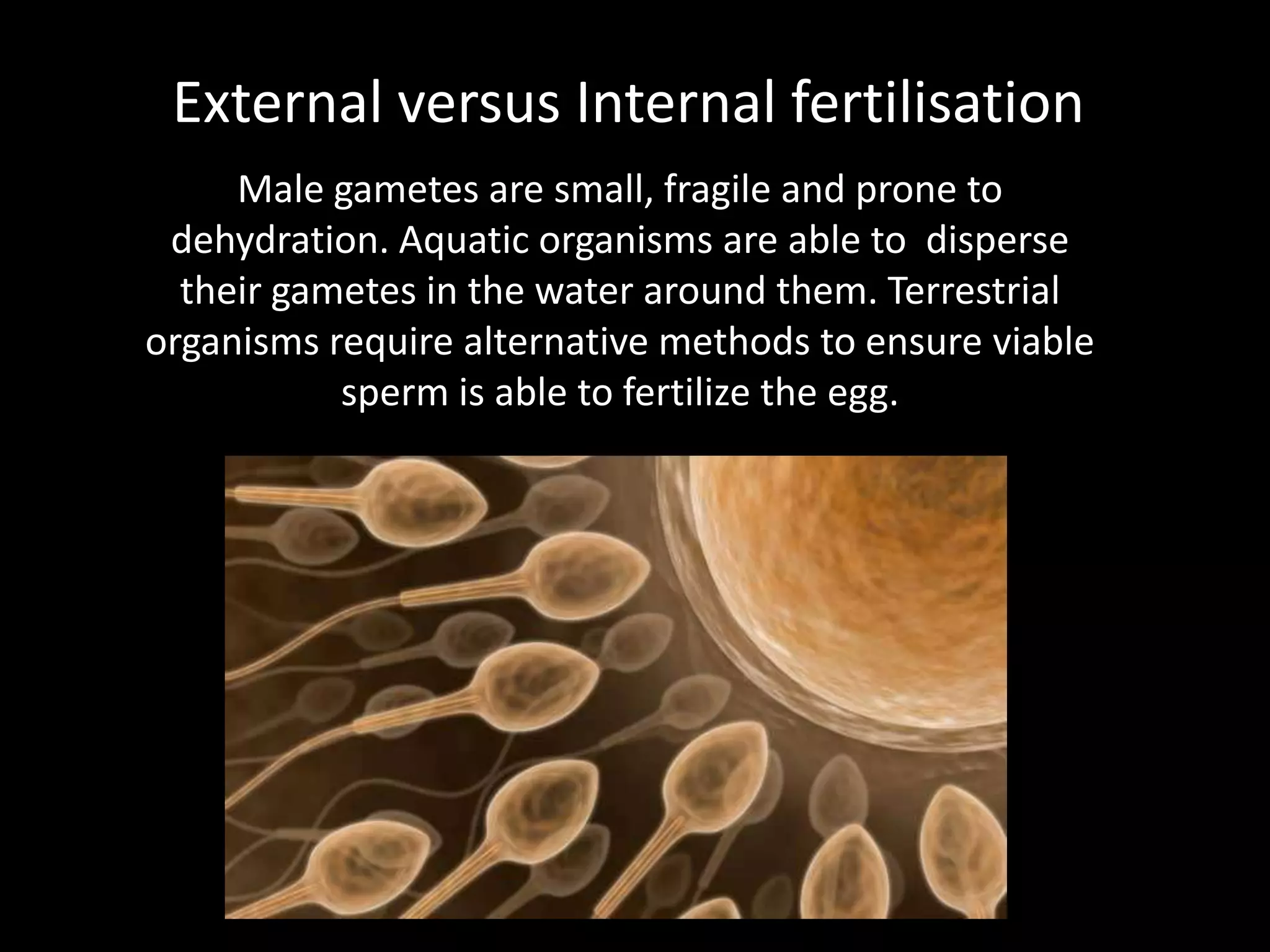External versus Internal fertilisationMale gametes are small, fragile and prone to dehydration. Aquatic organisms are able to  disperse their gametes in the water around them. Terrestrial organisms require alternative methods to ensure viable sperm is able to fertilize the egg.