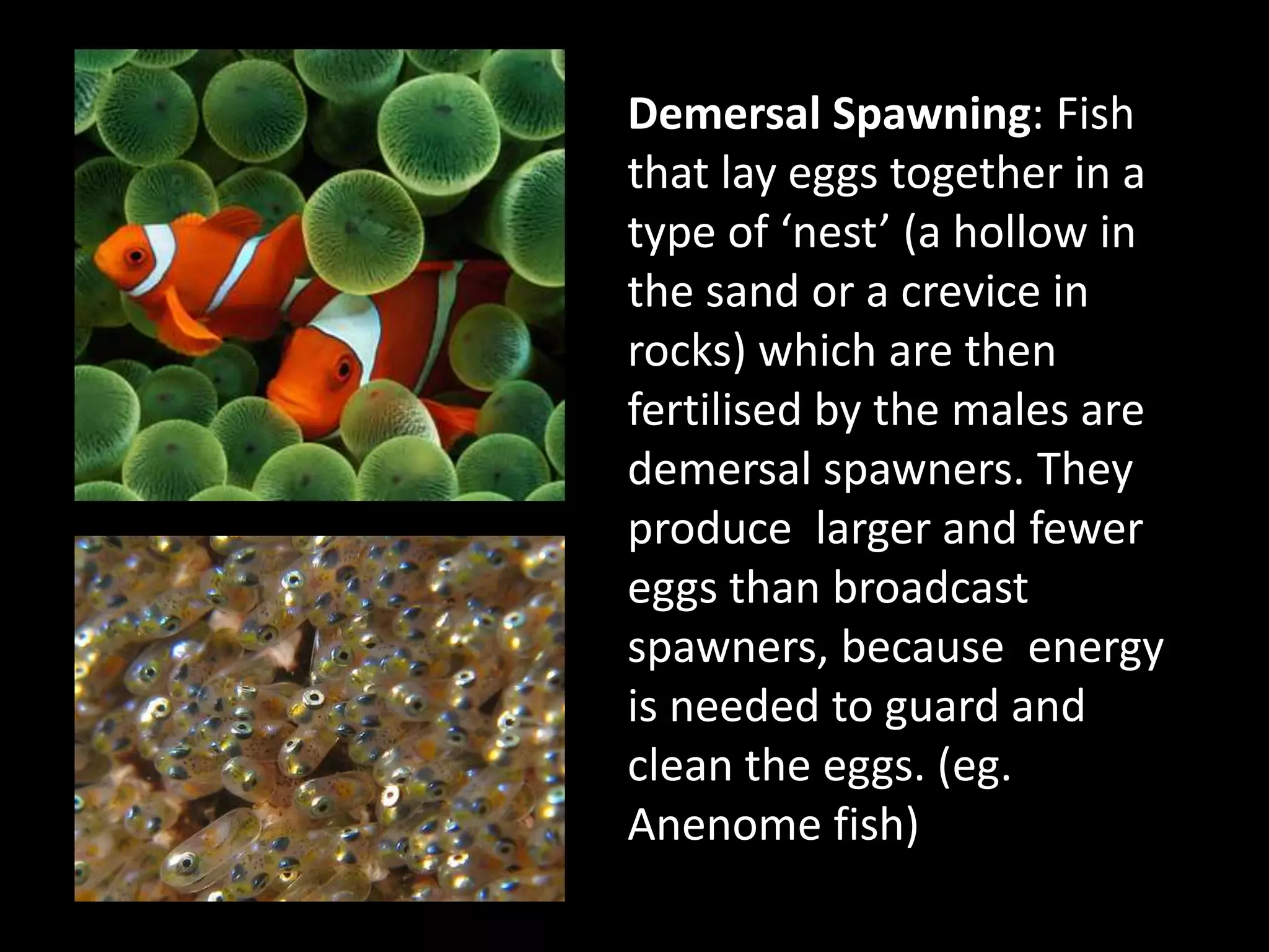 Demersal Spawning: Fish that lay eggs together in a type of ‘nest’ (a hollow in the sand or a crevice in rocks) which are then fertilised by the males are demersal spawners. They produce  larger and fewer eggs than broadcast spawners, because  energy is needed to guard and clean the eggs. (eg. Anenome fish) 