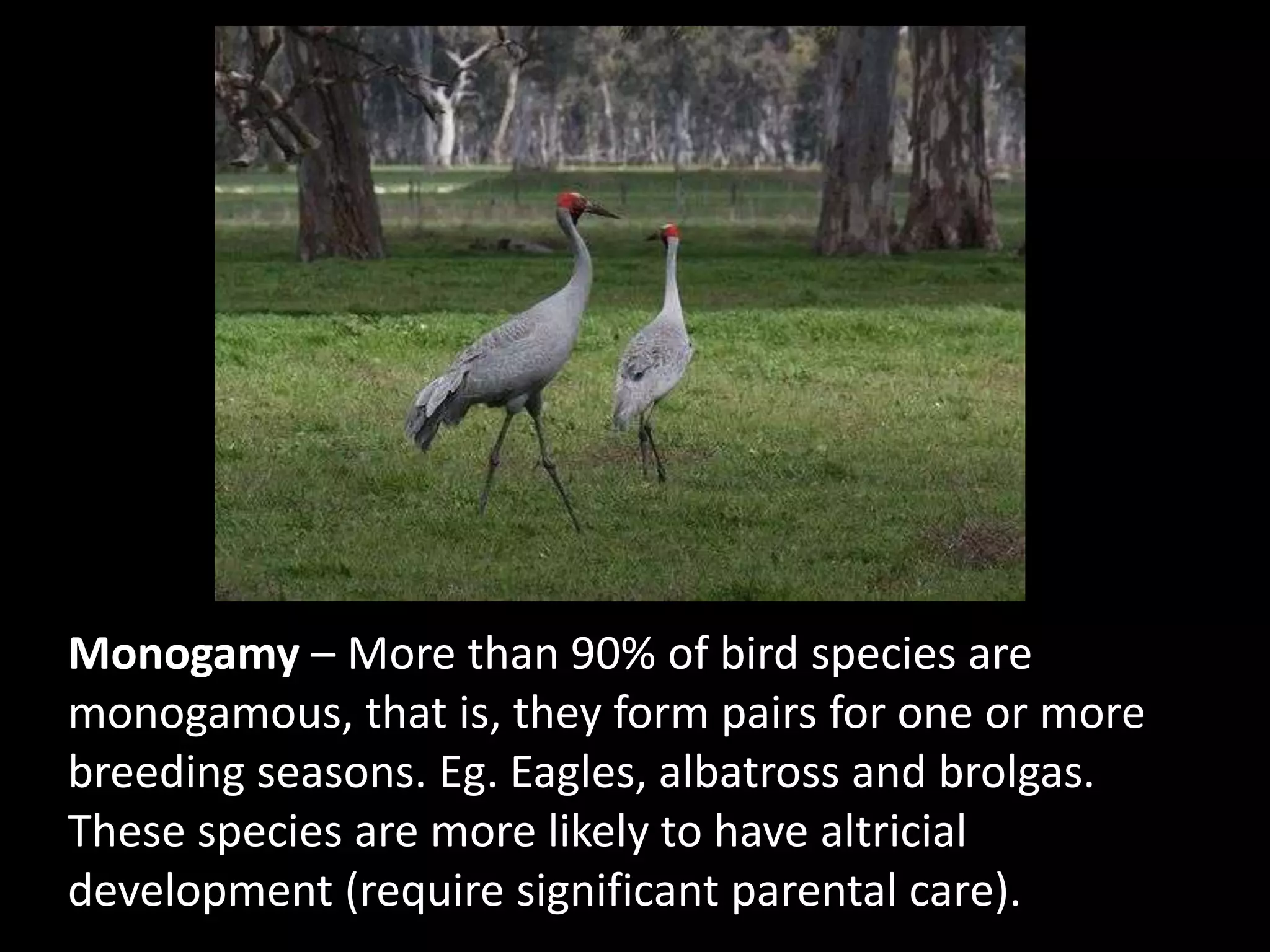 Monogamy – More than 90% of bird species are monogamous, that is, they form pairs for one or more breeding seasons. Eg. Eagles, albatross and brolgas. These species are more likely to have altricial development (require significant parental care).