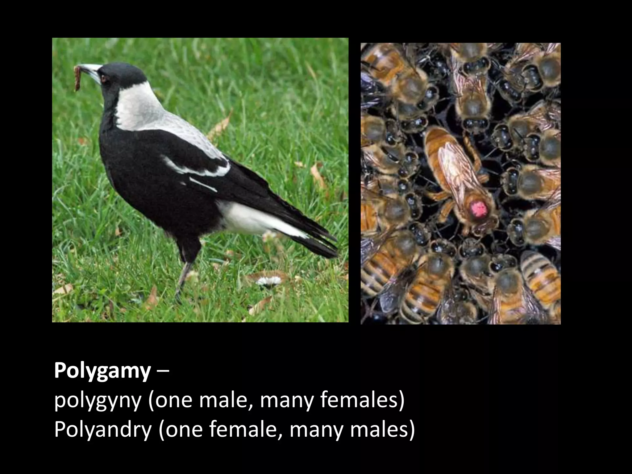 Polygamy – polygyny(one male, many females)Polyandry (one female, many males)