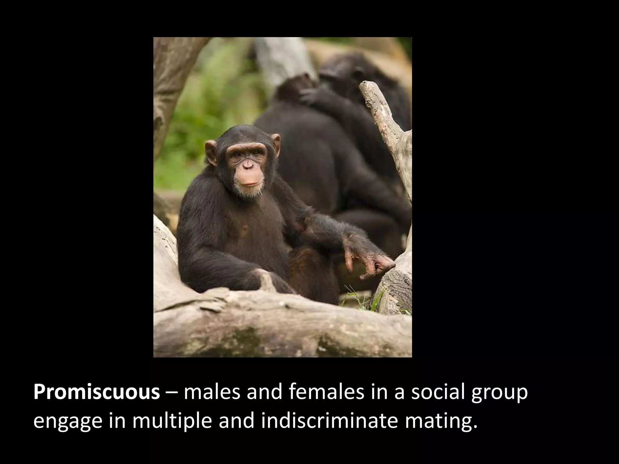 Promiscuous – males and females in a social group engage in multiple and indiscriminate mating.