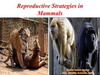 Reproductive Strategies in
Mammals
 