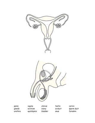 penis vagina uterus testis cervix
glands scrotum ovary oviduct sperm duct
urethra epididymis bladder anus foreskin
 