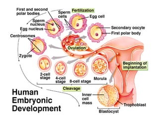 Reproductive System