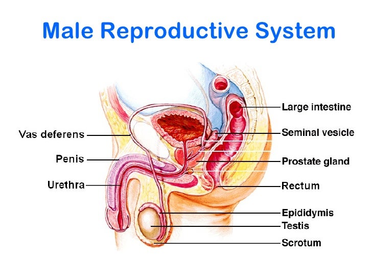 Pictures And Name Of The Male Reproductive System 85