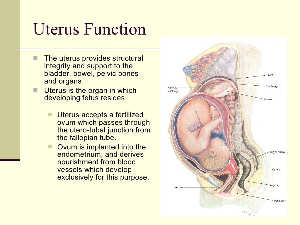 Reproductive System